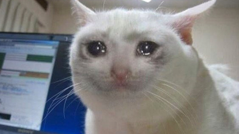 A teary-eyed cat at a laptop